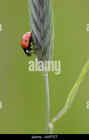 Sette spotted Ladybeetle o coccinella Coccinella septempunctata su spike di erba Foto Stock