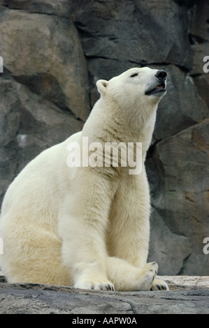 Alaska, Anchorage, Orso Polare, Alaska Zoo Foto Stock