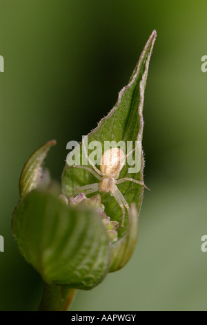 Il ragno granchio seduta sulla foglia (philodromus rufus) Foto Stock