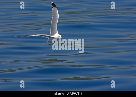 Herring gull Larus argentatus estate adulto in volo sopra il mare calmo Scozia Giugno Foto Stock