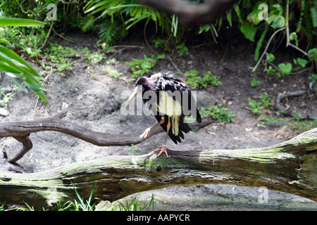 Il Abdim's Stork, (Ciconia abdimii) noto anche come bianco a becco di cicogna. Foto Stock