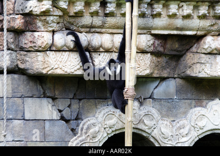 Bianco maschio-cheeked gibbon / crested gibbone (Hylobates concolor) Foto Stock