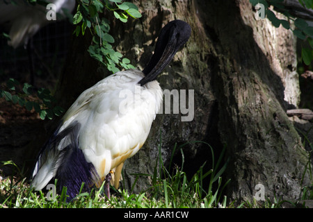 Australian White Ibis.(Threskiornis molucca) Foto Stock