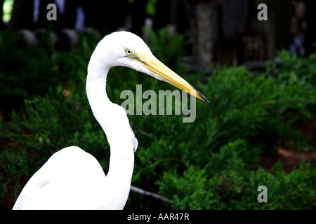 Grande airone bianco ( Ardea (erodiade) occidentalis). Foto Stock