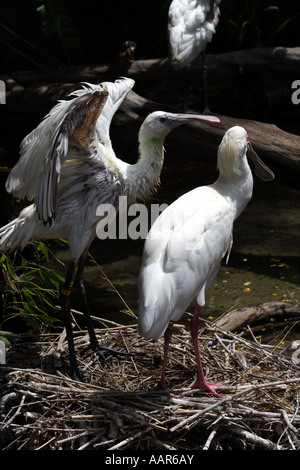 African Spatola (Platalea alba) Foto Stock
