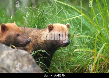 Cane di Bush Foto Stock