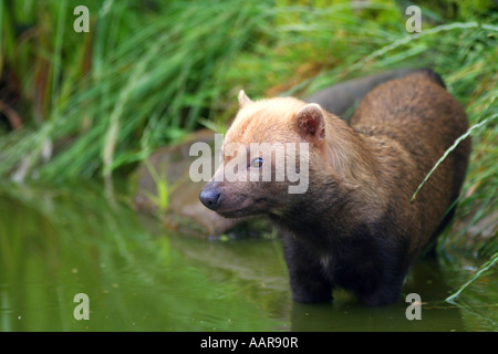 Cane di Bush Foto Stock