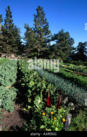 Commerciale organico orto con bietole porri carote lattuga e più Esalen Institute Big Sur in California Foto Stock