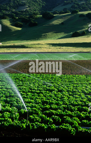 Campi di lattuga sono abbeverati dal tettuccio di protezione sprinkler nella SALINAS Valley della California Foto Stock