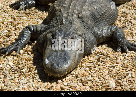 American alligator Alligator mississippiensis Homosassa Springs Wildlife stato Parco Florida USA Foto Stock