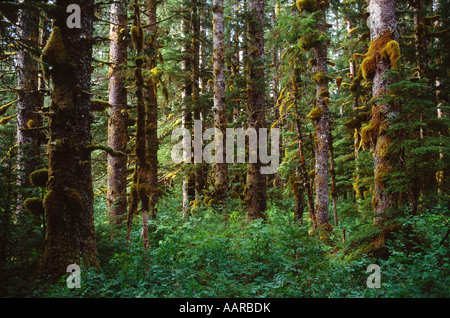 SITKA SPRUCE FOREST PARCO NAZIONALE DI GLACIER BAY ALASKA Foto Stock