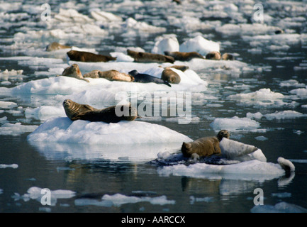 Le guarnizioni di tenuta del porto Phoca vitulina in mezzo glaçon della John Hopkins ingresso PARCO NAZIONALE DI GLACIER BAY ALASKA Foto Stock