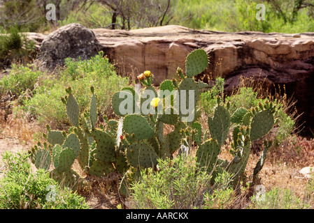 Coda di castoro CACTUS Opuntia basilaris in fiore nei pressi di burro canyon al miglio 108 NEL PARCO NAZIONALE DEL GRAND CANYON ARIZONA Foto Stock