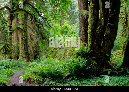 La sala dei muschi Trail nel HOH RAIN FOREST PARCO NAZIONALE DI OLYMPIC WASHINGTON Foto Stock
