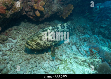 Golia cernia Epinephelus itajara melassa Reef Key Largo Florida USA Oceano Atlantico Foto Stock