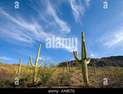 Cactus Saguaro Parco nazionale del Saguaro Arizona Foto Stock