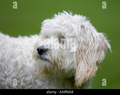 Un cucciolo cockapoo Foto Stock