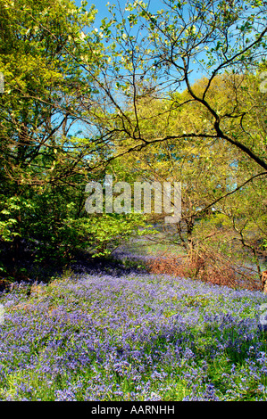 Bluebell boschi e prati,in Staffordshire Inghilterra. Foto Stock