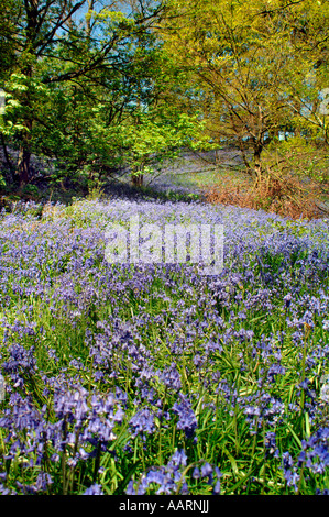 Bluebell boschi e prati,in Staffordshire Inghilterra. Foto Stock