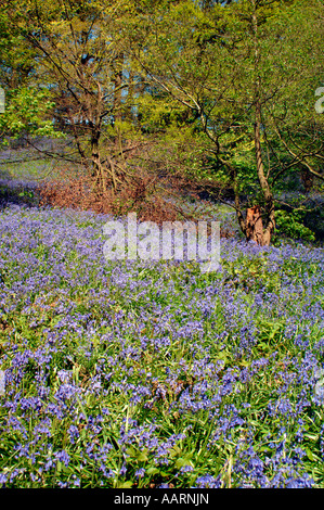 Bluebell boschi e prati,in Staffordshire Inghilterra. Foto Stock