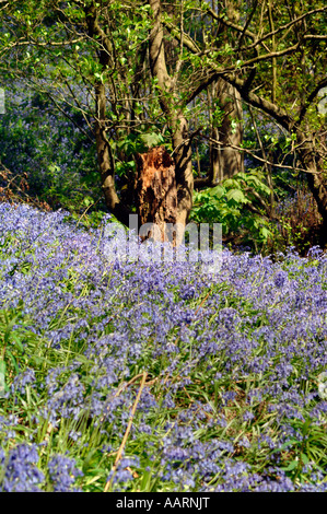 Bluebell boschi e prati,in Staffordshire Inghilterra. Foto Stock