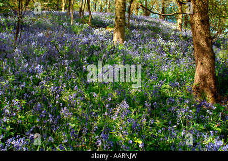 Bluebell boschi e prati,in Staffordshire Inghilterra. Foto Stock