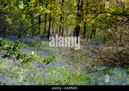 Bluebell boschi e prati,in Staffordshire Inghilterra. Foto Stock