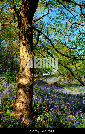 Bluebell boschi e prati,in Staffordshire Inghilterra. Foto Stock