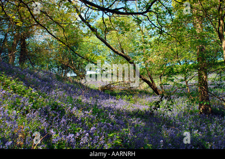 Bluebell boschi e prati,in Staffordshire Inghilterra. Foto Stock