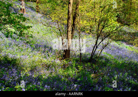 Bluebell boschi e prati,in Staffordshire Inghilterra. Foto Stock