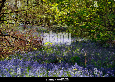 Bluebell boschi e prati,in Staffordshire Inghilterra. Foto Stock