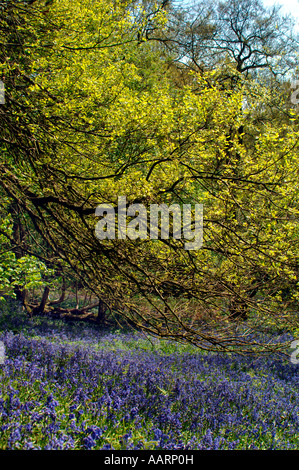 Bluebell boschi e prati,in Staffordshire Inghilterra. Foto Stock