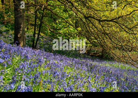 Bluebell boschi e prati,in Staffordshire Inghilterra. Foto Stock