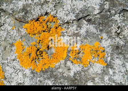 dh LICHEN UK Lichen su masso Lecanora Xantoria parietina Lichina confina pietra alga fungo giallo funghi roccia Foto Stock