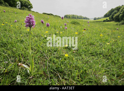 Orchide omiciattolo Orchis simia crescente a profusione in Kent riserva naturale Foto Stock