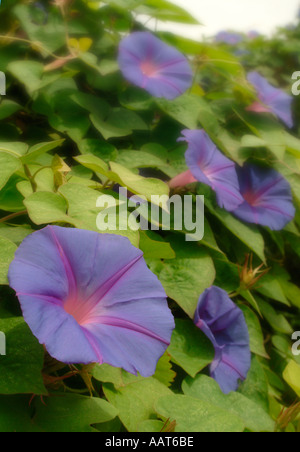 Close up della mattina blu porpora gloria fiori Foto Stock