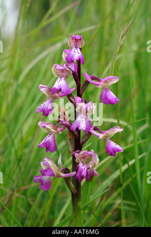 Green Winged Orchid Anacamptis morio fiore spike Foto Stock