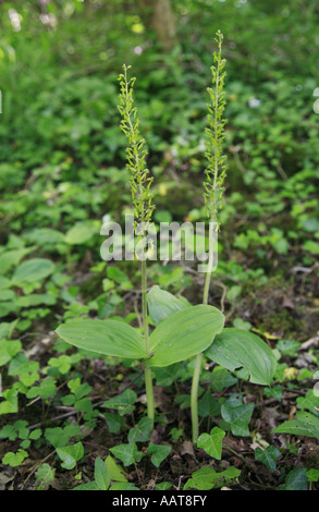 Coppia di comune Twayblade Neottia ovata fiori che crescono in un bosco di Kent Foto Stock