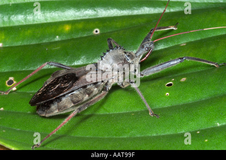 Ruota Arilus bug cristatus Predaceous bug nel Bug assassino Reduviidae famiglia Foto Stock