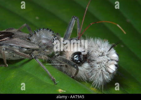 Bug ruota mangiare wooly bear caterpillar Arilus cristatus Predaceous bug nel Bug assassino Reduviidae famiglia Foto Stock