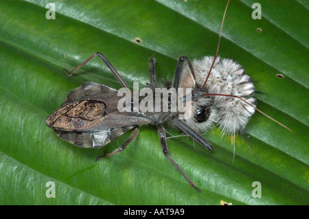 Bug ruota mangiare wooly bear caterpillar Arilus cristatus Predaceous bug nel Bug assassino Reduviidae famiglia Foto Stock