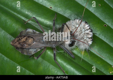 Bug ruota mangiare wooly bear caterpillar Arilus cristatus Predaceous bug nel Bug assassino Reduviidae famiglia Foto Stock