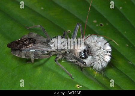 Bug ruota mangiare wooly bear caterpillar Arilus cristatus Predaceous bug nel Bug assassino Reduviidae famiglia Foto Stock