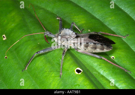 Ruota Arilus bug cristatus Predaceous bug nel Bug assassino Reduviidae famiglia Foto Stock