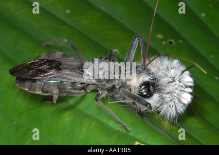 Bug ruota mangiare wooly bear caterpillar Arilus cristatus Predaceous bug nel Bug assassino Reduviidae famiglia Foto Stock