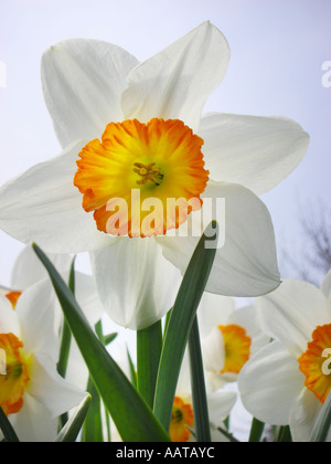 Close up singola bianco daffodil con cuore giallo pallido contro il cielo blu Foto Stock