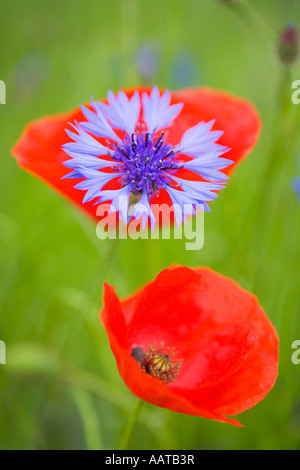 Centaurea cyanus fiordaliso e Papaver rhoeas papavero di campo Foto Stock