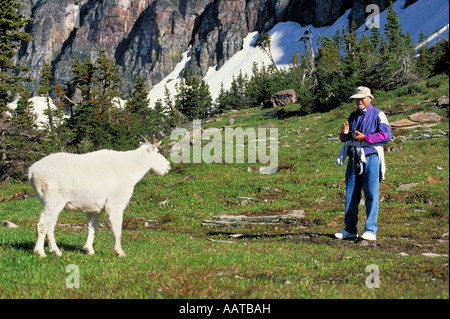 Elk273 1767 Montana Glacier National Park Logan pass capre di montagna con visitatori del parco Foto Stock