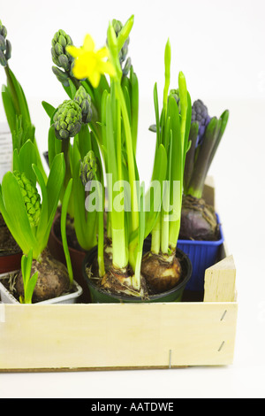 Giacinti e narcisi Foto Stock