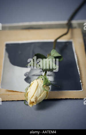 Vecchia fotografia e una rosa appassito Foto Stock